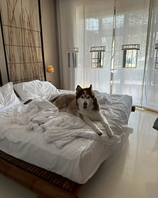 Sometimes happiness is this simple. A quiet stay surrounded by nature, with your fluffy companion right by your side all day. 🌿🐾 Captured by Khun @monsterthedoggoo Don't forget to share your moment with us @kirimaya_khaoyai

บางทีความสุขก็เรียบง่ายแค่นี้ เพียงแค่ได้พักในที่เงียบๆ ท่ามกลางธรรมชาติ และมีเจ้าเพื่อนขนฟูคอยอยู่ข้างๆ ตลอดวัน 🐶🫶🏻 ขอบคุณภาพสวยๆ จากคุณ @monsterthedoggoo อย่าลืมแบ่งปันภาพความประทับใจของคุณกับเราที่ @kirimaya_khaoyai

#Kirimaya #Nature #KirimayaGuests
