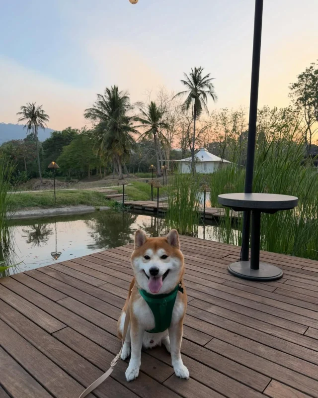 Evenings at Kirimaya feel even warmer with your favorite four-legged friend by your side. 🐕🌸 Sip a cool drink and let time slowly drift by, surrounded by a soothing, relaxed atmosphere. 🍀💫 Captured by Khun @sha_ke_shibainu Don't forget to share your moment with us @kirimaya_khaoyai

ช่วงเย็นที่คีรีมายา ยิ่งอบอุ่นขึ้นเมื่อมีเพื่อนสี่ขาตัวโปรดอยู่ข้างๆ 🐾🍹 จิบเครื่องดื่มเย็นๆ แล้วปล่อยให้เวลาค่อยๆ ผ่านไป ท่ามกลางบรรยากาศสบายๆ 🌿 ขอบคุณภาพสวยๆ จากคุณ @sha_ke_shibainu อย่าลืมแบ่งปันภาพความประทับใจของคุณกับเราที่ @kirimaya_khaoyai

#Kirimaya #Nature #KirimayaGuests