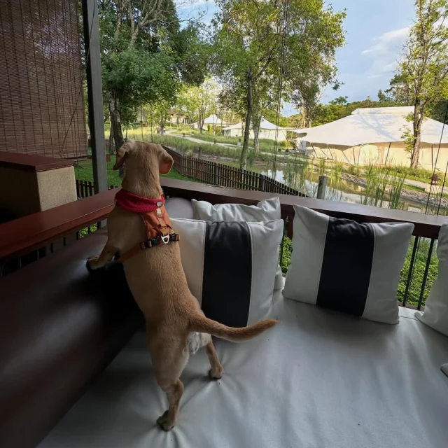 At Kirimaya, a day off feels warmer when your little companion is close. 🫶🏻 Morning light on the balcony 🌤️, slow moments drifting indoors 🪟, and a soft bed to sink into at ease. 🧸 Nothing much happens, yet the whole day feels quietly special when shared with your favorite furry friend. 🌼 Captured by Khun @miraijung_dog Don’t forget to share your special moments with us at @kirimaya_khaoyai

วันพักผ่อนที่คีรีมายาอบอุ่นขึ้นอีกนิดเมื่อมีเพื่อนตัวน้อยอยู่ข้างๆ 🐾 ตั้งแต่ตื่นเช้ามามองวิวด้วยกันที่ระเบียง ไปจนถึงช่วงเวลานอนเล่นบนเตียงนุ่มๆ อย่างสบายใจ 🛌 แค่ได้ใช้เวลาตลอดทั้งวันกับเจ้าตัวโปรด วันธรรมดาก็ดูพิเศษขึ้นมาแล้ว 🐶🌿 ขอบคุณภาพสวยๆ จากคุณ @miraijung_dog อย่าลืมแบ่งปันภาพความประทับใจของคุณกับเราที่ @kirimaya_khaoyai

#Kirimaya #Relaxing #KirimayaGuests