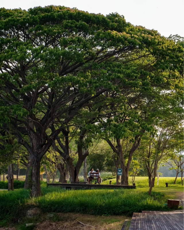 Under the canopy of tall trees covering the areas of Kirimaya, natural light seeps through the foliage and touches the ground softly. ⛰️🌿 A place like this is where you can just sit down and let your eyes wander around while listening to the silent grace of nature. A moment so simple can turn into the most unforgettable memory of peaceful relaxation here. 🌼

ใต้ร่มไม้ใหญ่ที่แผ่กิ่งก้านโอบคลุมพื้นที่รอบตัว 🌳🤍 แสงธรรมชาติค่อยๆ ลอดผ่านใบไม้ลงมาอย่างนุ่มนวล แค่ได้นั่งพักบนม้านั่ง 🪑 ฟังเสียงลมพัดผ่านยอดไม้ และปล่อยสายตาไปกับต้นไม้รอบๆ ก็ทำให้ช่วงเวลาธรรมดากลายเป็นมุมพักใจที่สบายขึ้นอย่างพอดี 🫶🏻

#Kirimaya #Nature #Relaxing
