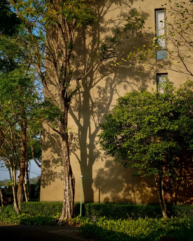 Feel the warm sunlight filter through the foliage, casting shadows that stretch softly across the wall. 🌿 Enjoy the dance of small details among the light, shades, and the surrounding greenery 🌤️, turning an ordinary corner into a calm, soothing view that invites you to take a while longer. Sometimes, the beauty of nature reveals itself in fleeting moments like these, where light is gentle and shadows sway with the breeze, and the atmosphere is so peaceful that your heart can feel truly at ease. 🍃🤎

แสงแดดอุ่นๆ พาดผ่านต้นไม้ เกิดเป็นเงาที่ค่อยๆ ทอดลงบนผนังอย่างนุ่มนวล 🪴 รายละเอียดเล็กๆ ระหว่างแสง เงา และสีเขียวรอบตัว ทำให้มุมธรรมดาดูสงบ สบายตา และชวนให้หยุดมองนานขึ้นอีกนิด บางครั้งความงามของธรรมชาติก็ปรากฏอยู่ในช่วงเวลาสั้นๆ แบบนี้ ในแสงที่เปลี่ยนไป เงาที่เคลื่อนไหวตามลม และบรรยากาศรอบตัวที่ค่อยๆ ทำให้ใจผ่อนคลาย 💚

#KirimayaKhaoyai #Nature #Relaxing #Refresh