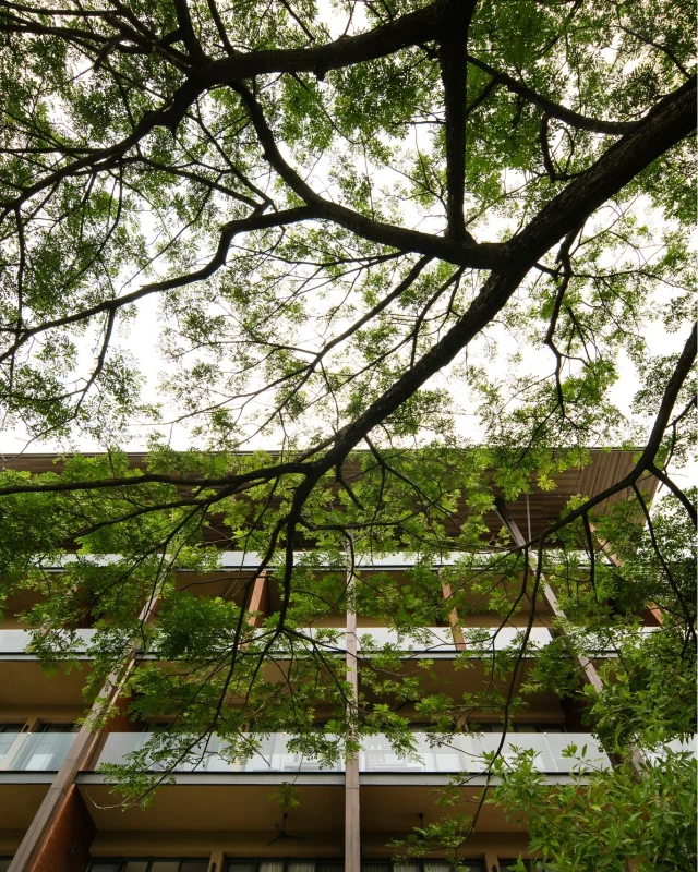 Wherever you are at atta, you can find a big shade above you whenever you look up. 🌳 See the natural lights filtered through the leaves, leaving the pathways with a shady, comfortable, and inviting atmosphere that makes you want to take it slow. ☀️🚶🏻‍♀️ This is another corner where such simplicity is filled with tranquility, making your moments of relaxation closer to nature. 🌾

ระหว่างทางเดินที่อัตตา แค่เงยหน้าขึ้นมาก็เจอกับร่มไม้ใหญ่ที่แผ่กิ่งก้านอยู่เหนือศีรษะ 🌿 แสงธรรมชาติส่องผ่านใบไม้ลงมาอย่างนุ่มนวล ทำให้ทางเดินเล็กๆ ตรงนี้ดูร่มรื่น สบายตา และชวนให้เดินช้าลงอีกนิด 🚶🏻‍♀️ เป็นอีกหนึ่งมุมธรรมดาที่เต็มไปด้วยความสงบ และทำให้การพักผ่อนที่อัตตารู้สึกใกล้ชิดธรรมชาติมากขึ้น 🍃

#KirimayaKhaoyai #AttaLakeSideResort #Nature #Relaxing #Refresh
