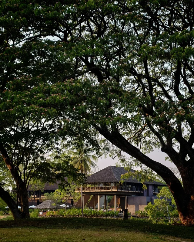 Sometimes, the best holiday starts with a casual stroll beneath the shade of trees, where warm sunlight filters down onto the grass. 🌳☀️ Feel the lush greenery all around and the serene atmosphere of Kirimaya gently embracing you, creating the perfect touch of relaxation for your sweet escape. 🫧

บางครั้ง วันหยุดที่ดีที่สุดอาจเริ่มต้นจากการได้ก้าวเดินช้าๆ ใต้ร่มไม้ใหญ่ 🌼 แสงแดดอุ่นๆ ส่องผ่านใบไม้ลงมาบนผืนหญ้า สีเขียวขจีรอบตัวและบรรยากาศอันสงบร่มรื่นของคีรีมายา ค่อยๆ โอบล้อมและเติมเต็มความผ่อนคลายให้วันพักผ่อนได้อย่างพอดี 🤍

#KirimayaKhaoyai #Nature #Relaxing #Refresh