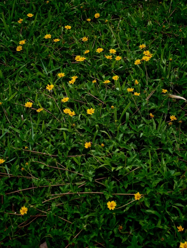 Nature usually hides its subtle magic in the smallest details. The butter daisies dotting the grass field 🌾, the serenity like nowhere else, and the slow pace of time, all woven together to create an enchanted moment of a unique getaway at Kirimaya. Transform a simple holiday into a special moment where the heart can find real relaxation. 🤎

ธรรมชาติมักซ่อนความพิเศษไว้ในรายละเอียดเล็กๆ เสมอ 🌼 ดอกกระดุมทองที่แต้มสีสันบนผืนหญ้า ความเงียบสงบอันเป็นเอกลักษณ์ และจังหวะเวลาที่หมุนไปอย่างช้าๆ ล้วนร้อยเรียงเป็นเสน่ห์แห่งการพักผ่อนที่คีรีมายา... เปลี่ยนวันพักผ่อนเรียบง่าย ให้กลายเป็นช่วงเวลาแสนพิเศษที่ทำให้ใจได้พักอย่างแท้จริง 🤍

#KirimayaKhaoyai #Nature #Relaxing #Refresh